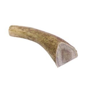 Puppy Love Canadian Elk Antler